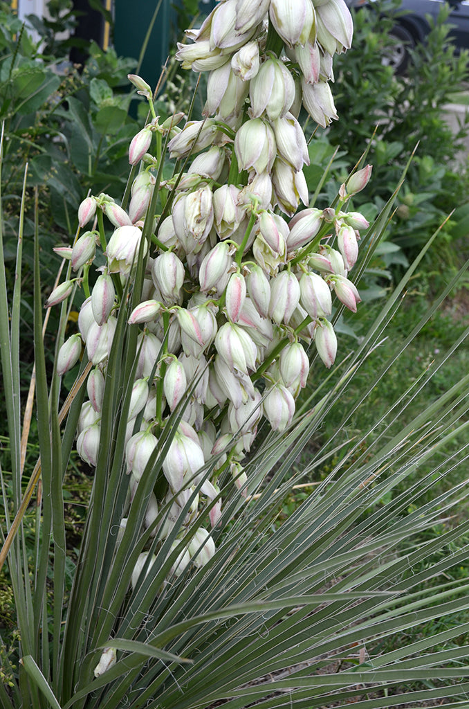 Yucca glauca – Paramount Nursery Inc.