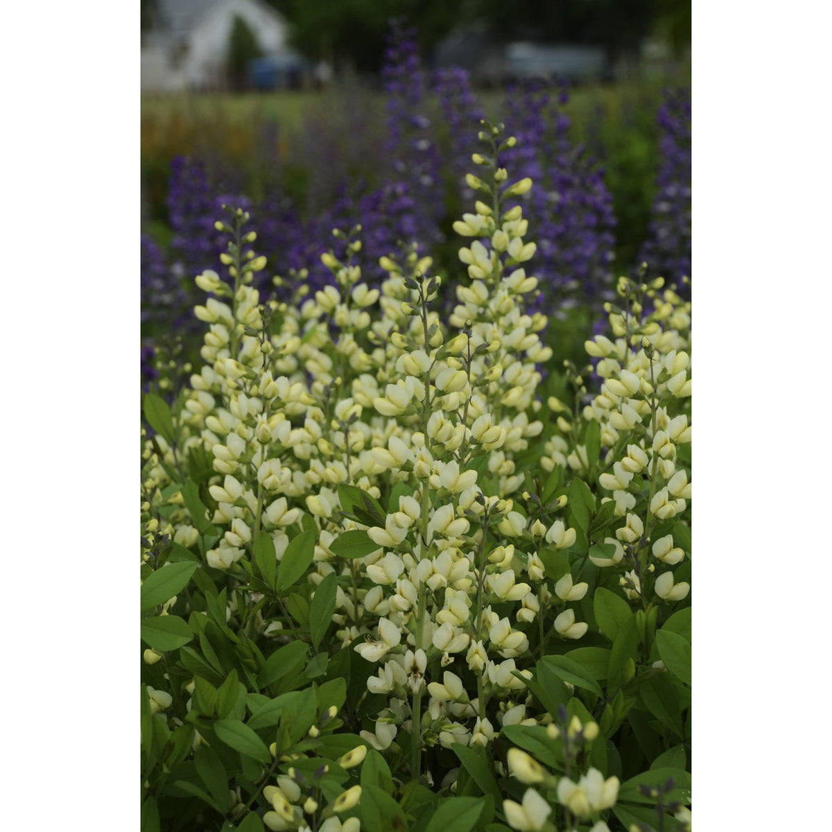 BAPTISIA hybrid / Blue Wild Indigo 'Vanilla Cream