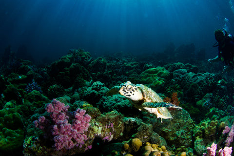 reflexión en busca del coral 