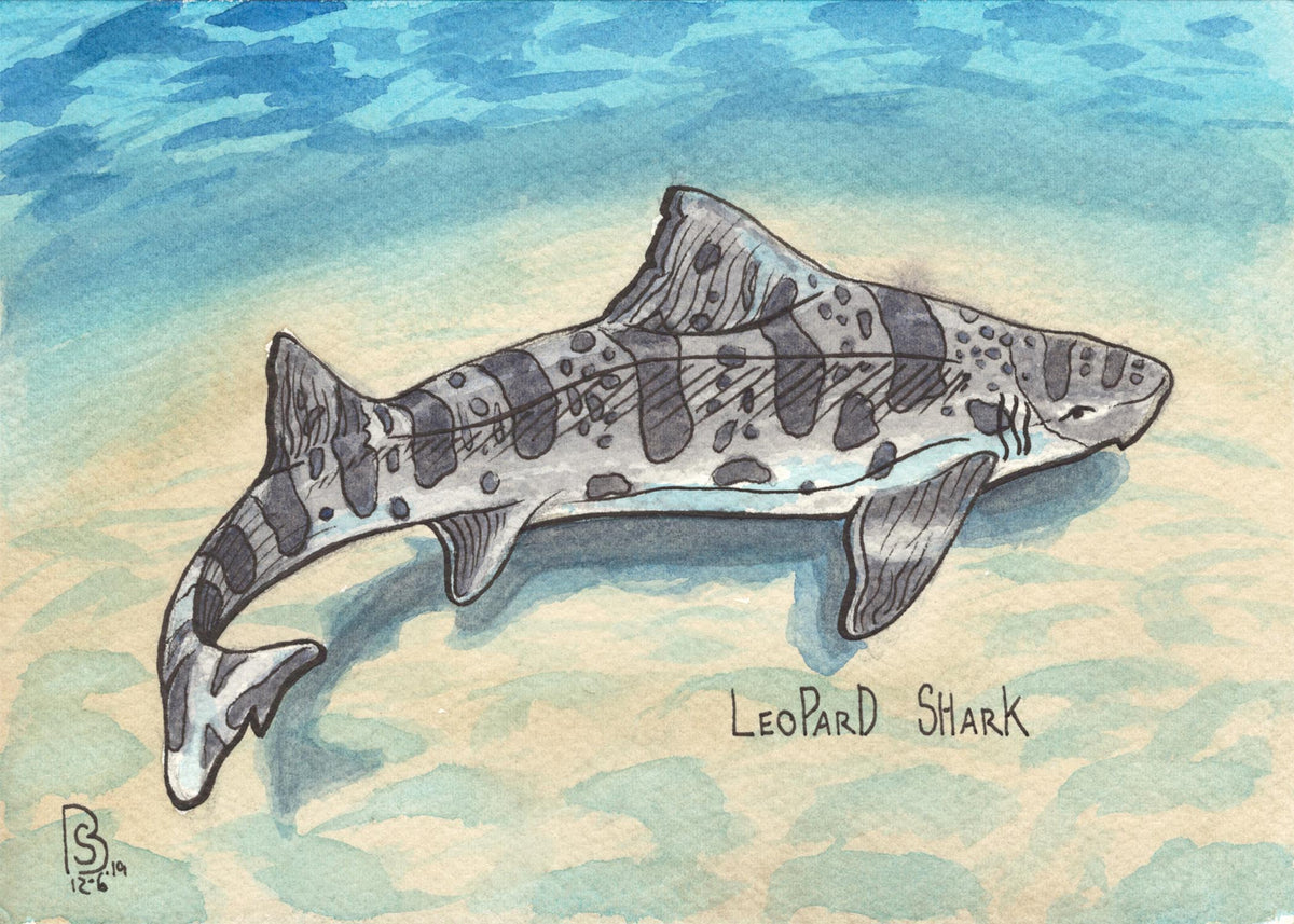 leopard shark drawing