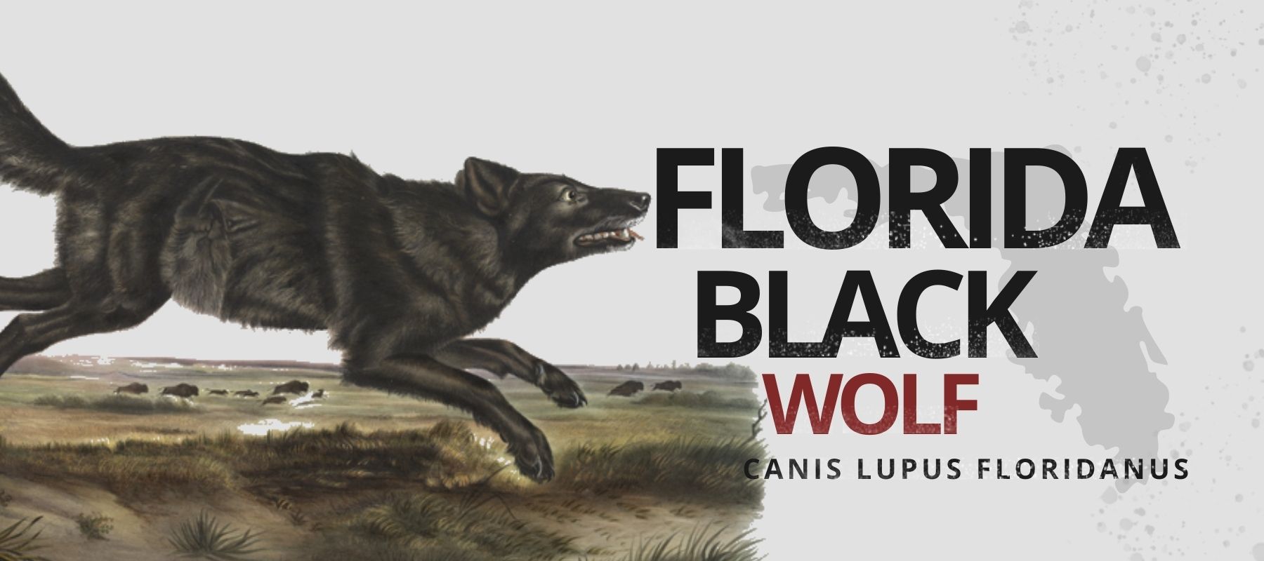 florida black wolf facts