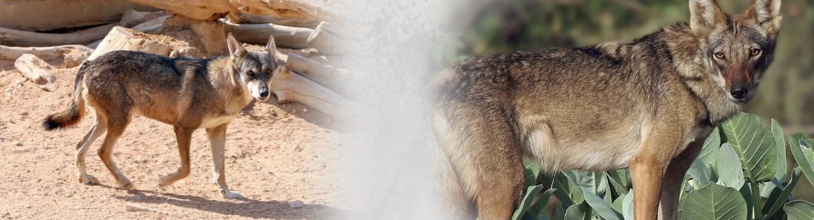 arabian wolf conservation