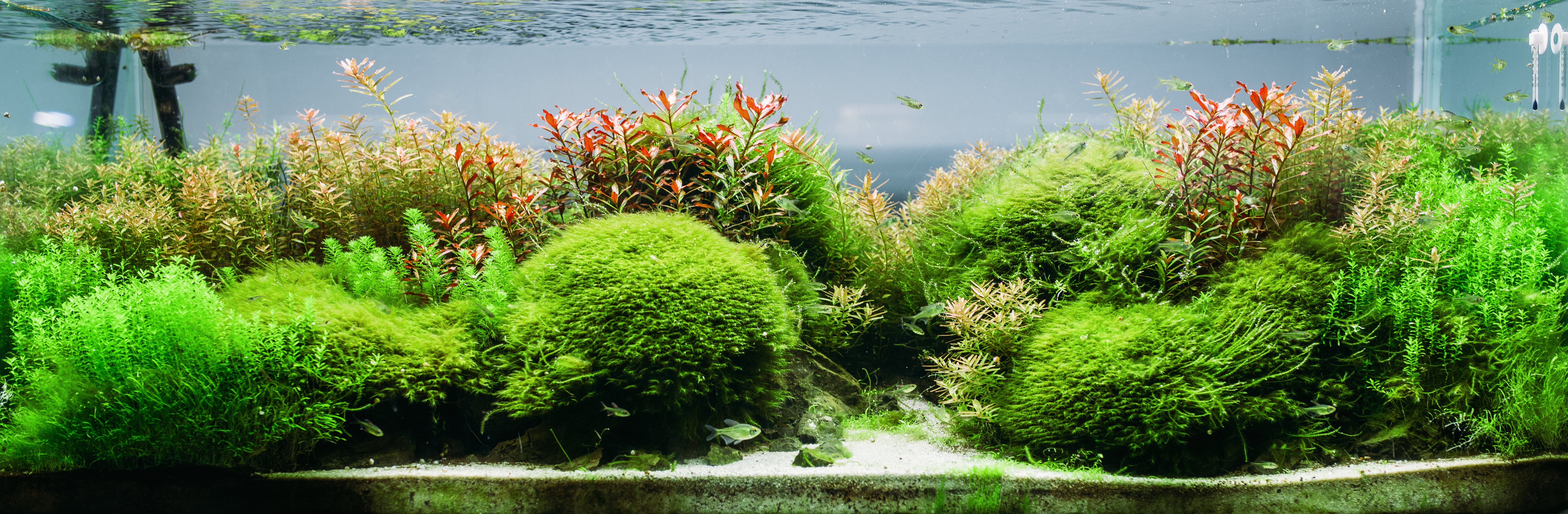 Handel Bestaan keten Guide How To Plant & Grow Live Aquarium Plants – Splashy Fish