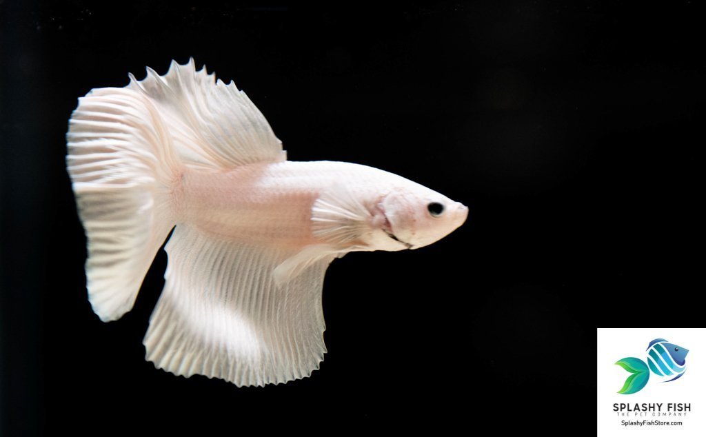piek afschaffen Verhandeling Live Freshwater Aquarium Fish For Sale | Splashy Fish
