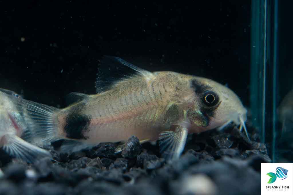 panda cory catfish