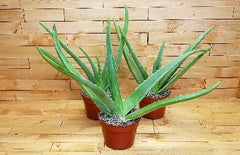 aloe vera plant