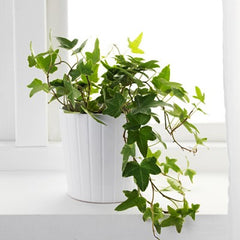 English ivy plant