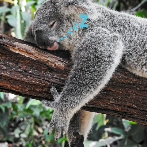 koala sleeping