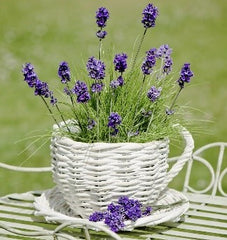 lavender plant