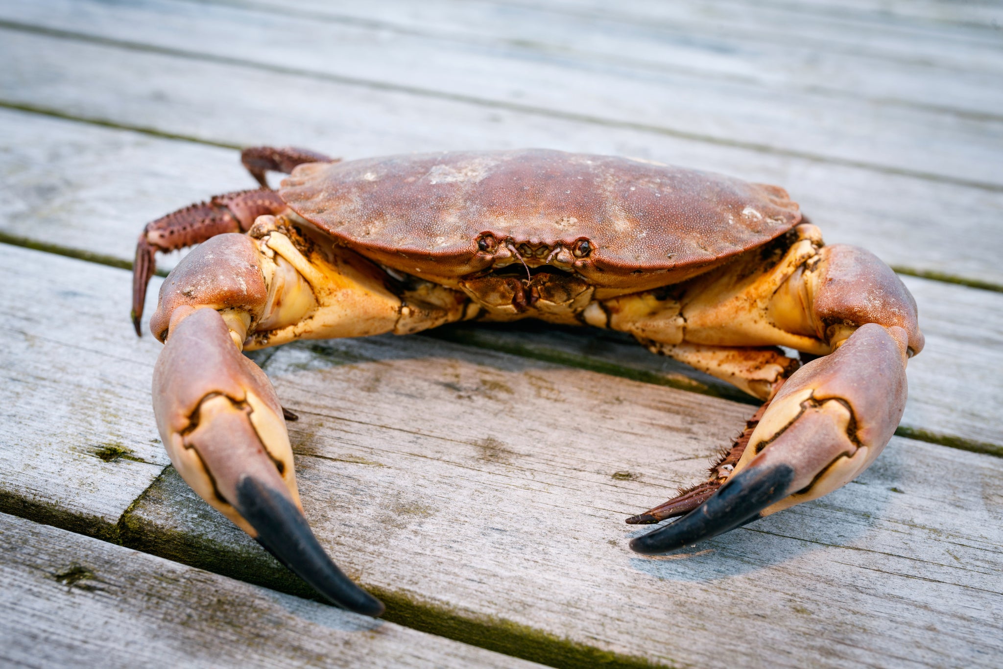 CORNISH CRAB