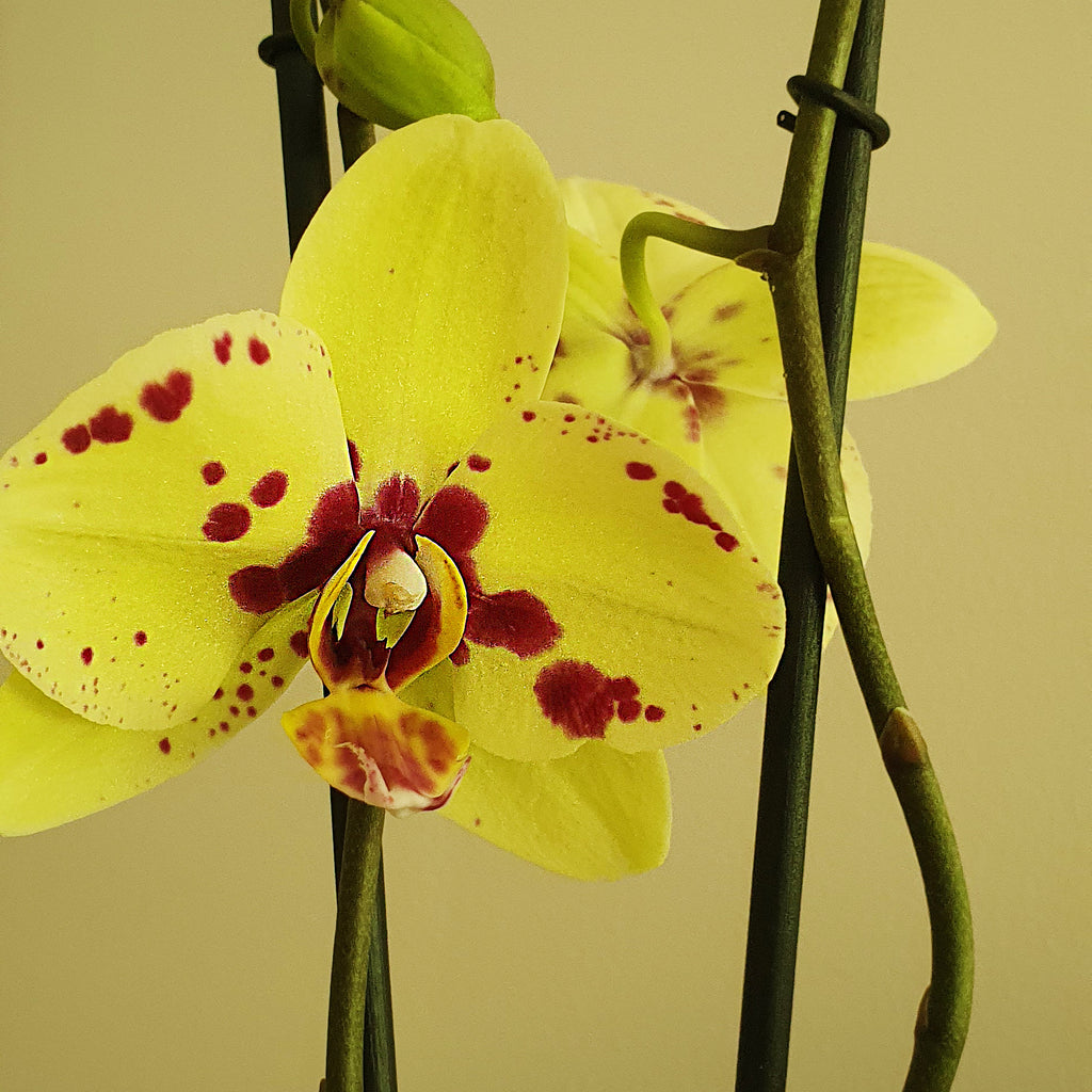 Descobrir 100 Image Fotos Orquideas Phalaenopsis Pt