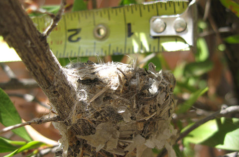 Hummingbird nest