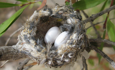 Hummingbird nest