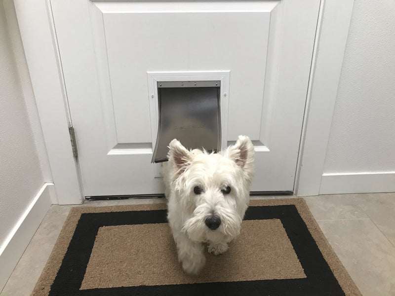 What Are Some Dog Doors Built Into Doors?