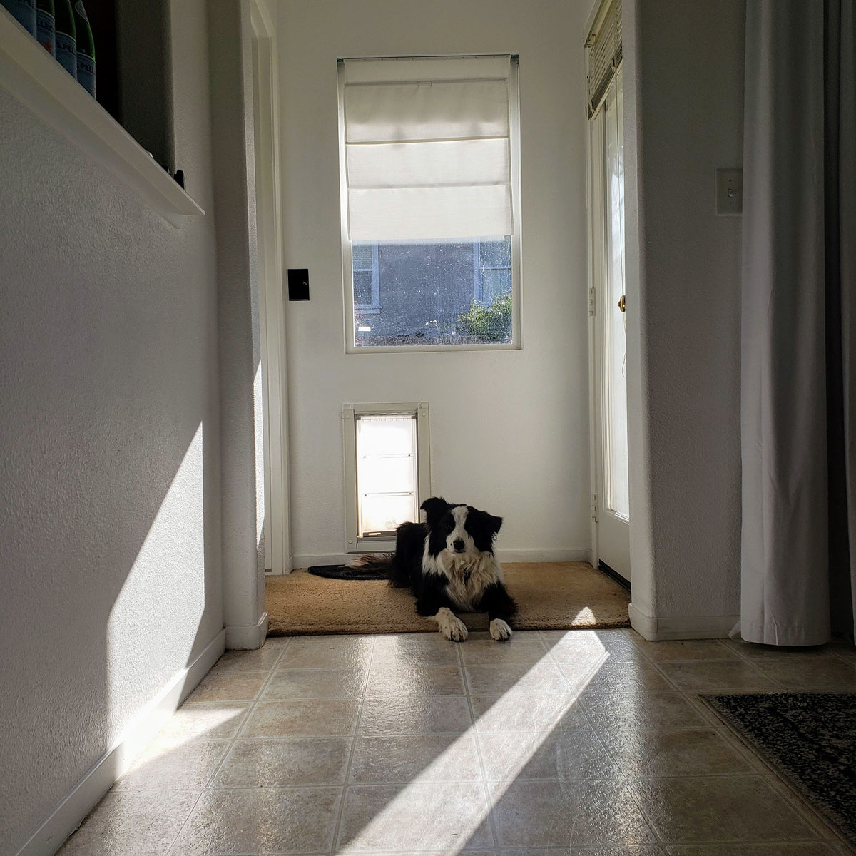 Endura Flap Pet Door For Walls Guided Installation Tutorial Youtube