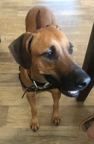 rhodesian ridgeback for ESTP