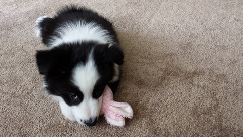 Baby Border Collie chewing on toy