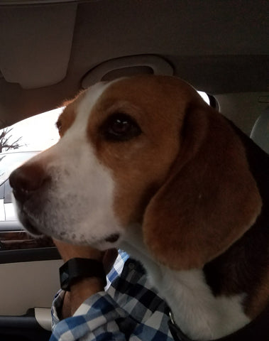  the beagle in a car for INFJ