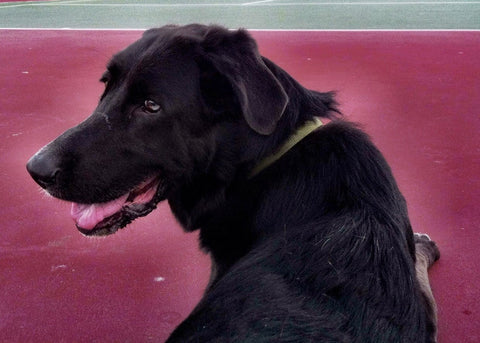 flat-coated retriever for ESFP