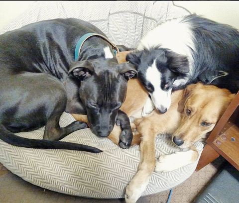 Three dogs huddled and cuddled together in one dog bed