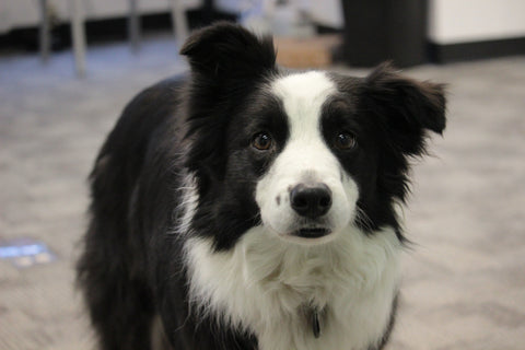 A black and white Border Collie standing in the PetDoors office with one ear raised up while the other flaps down. 