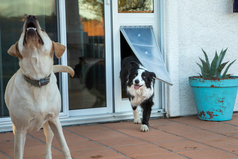 two dogs running through sliding door pet door