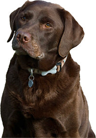 Brown lab with blue collar sitting