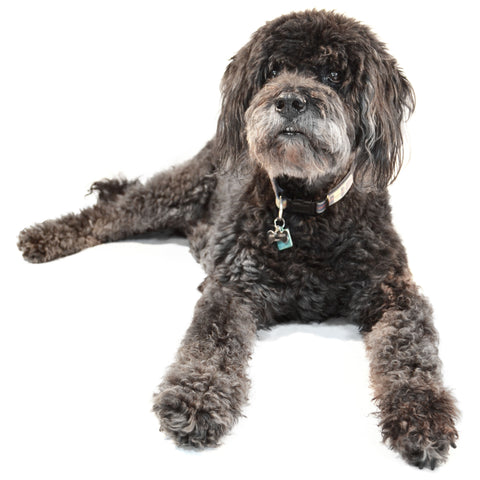 Black Poodle mix lying down