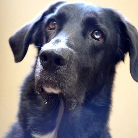 old dog looking for a good pet door for elderly pets