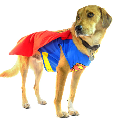 Dog in superman costume - dog in clothes