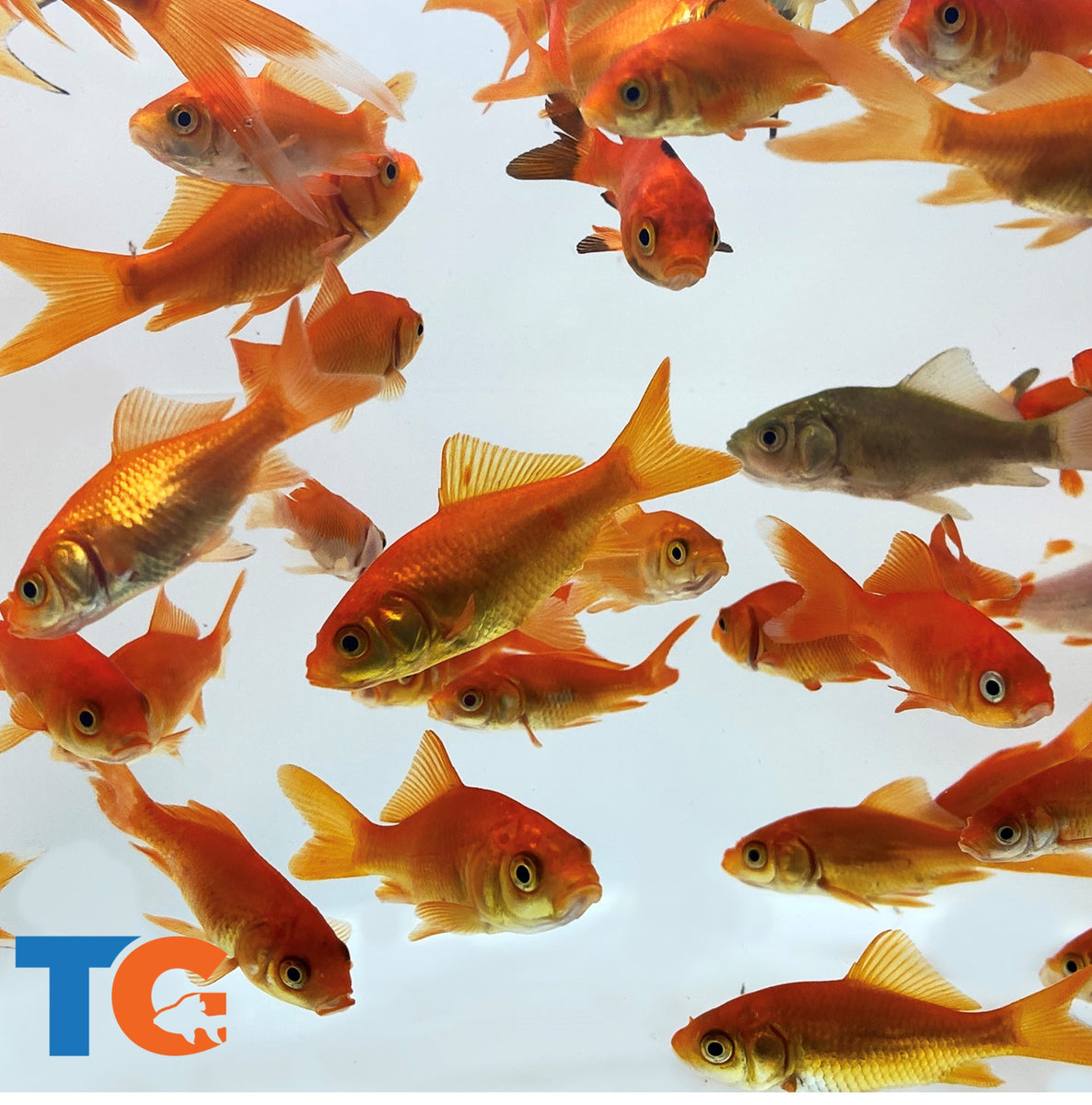 Live Comet Common Feeder Goldfish | Live Arrival Guarantee – Toledo