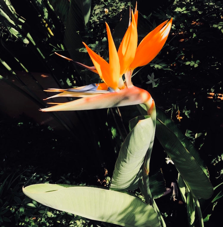 Birds of Paradise