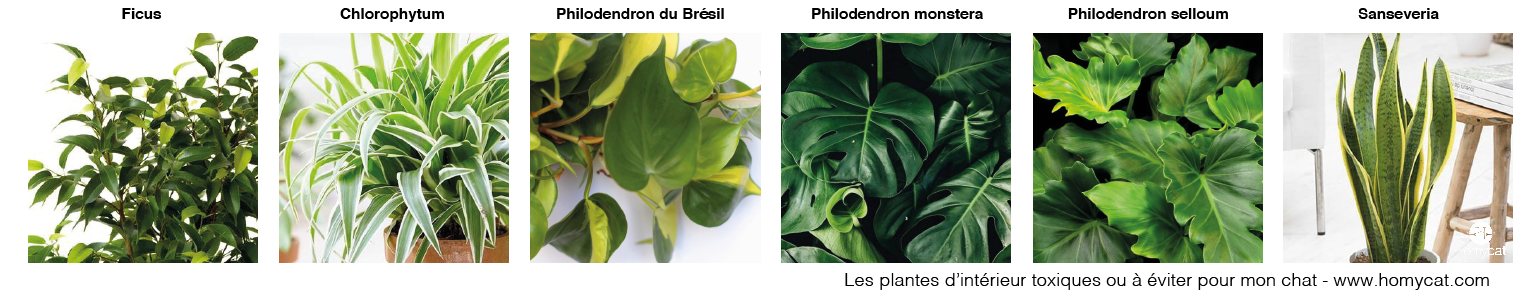 plantes d'intérieur toxiques