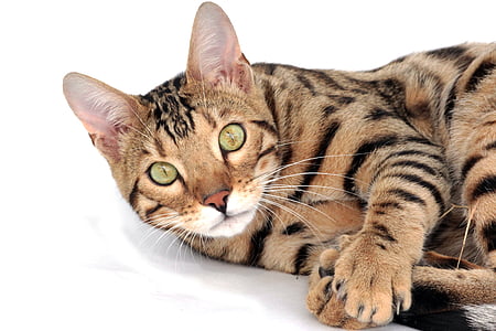 race-originale-chat-toyger