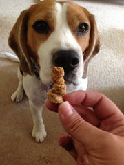 beagle dog eating treat