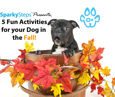 Sparky Steps - 5 Fun Activities for your Dog in the Fall