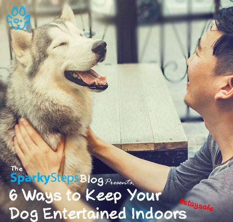 6 Ways To Keep Your Dog Entertained Indoors - Sparky Steps Chicago Pet Sitters - Article