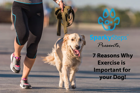 Sparky Steps - 7 Reasons Exercise is Important for Your Dog