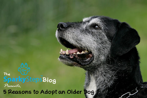 Sparky Steps - 5 Reasons to Adopt an Older Dog