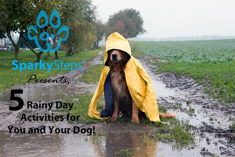 Sparky Steps - Five Rainy Day Activities For You and Your Dog