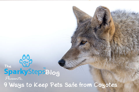 Sparky Steps - 9 Ways to Keep Pets Safe from Coyotes