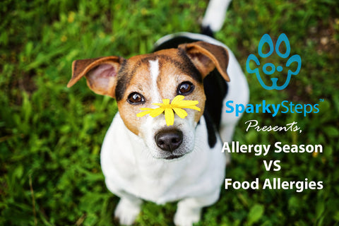 Sparky Steps - Allergy Season vs Food Allergies