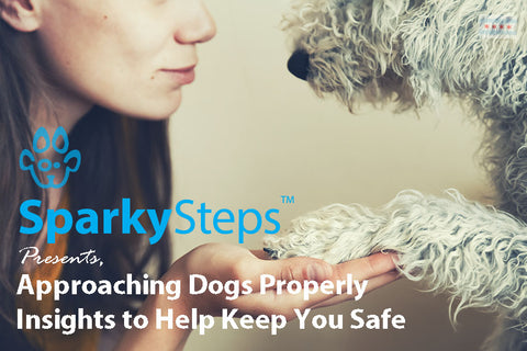 Sparky Steps - Approaching Dogs Properly: Insights to Help Keep You Safe