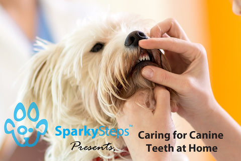 Sparky Steps - Caring for Canine Teeth at Home