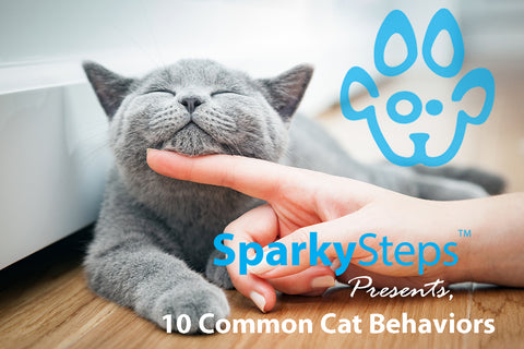 Sparky Steps - Is That Normal? 10 Common Cat Behaviors You Should Know About