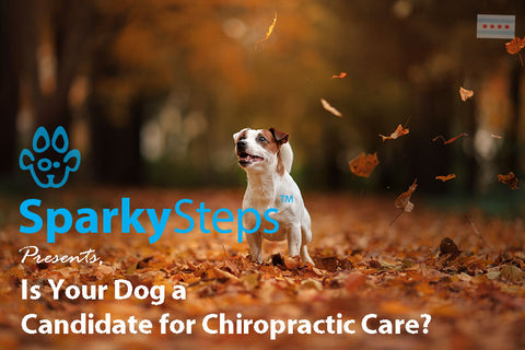 Sparky Steps - Is Your Dog a Candidate for Chiropractic Care?