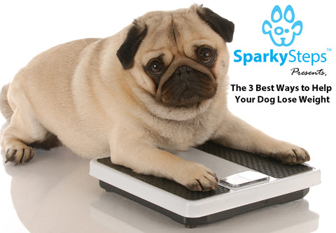 Sparky Steps - The 3 Best Ways to Help Your Dog Lose Weight