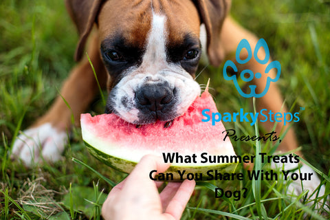 Sparky Steps - What Summer Treats Can You Share with Your Dog?