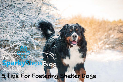 Sparky Steps - 5 Tips for Anyone Interested in Fostering Dogs
