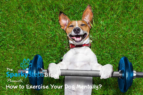 Sparky Steps - How to Exercise Your Dog Mentally, Not Just Physically